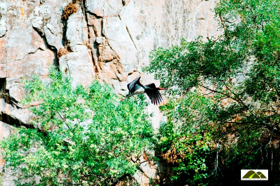 DOURO-INTERNACIONAL-AVES